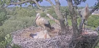 Knepp White Stork Webcam