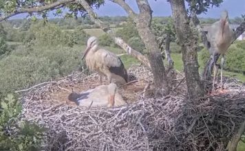 Knepp White Stork Webcam