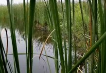 Beaver Lodge Webcams