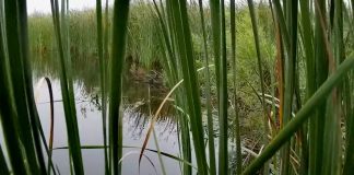 Beaver Lodge Webcams