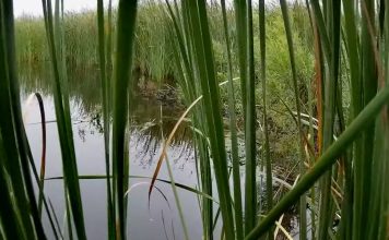 Beaver Lodge Webcams