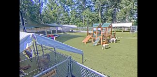 Dogwood Acres Webcam - Kent Island, Stevensville, Maryland