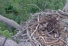 Kisatchie Eagle Live Cam