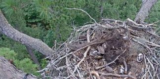Kisatchie Eagle Live Cam