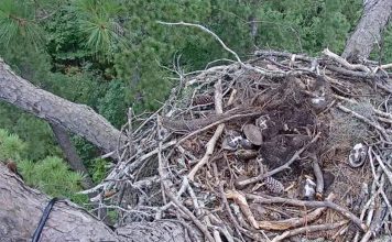 Kisatchie Eagle Live Cam