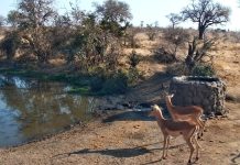 Live Webcam Naledi Dam - Limpopo, south Africa