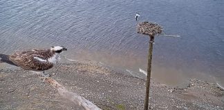 Llyn Brenig Osprey Live Webcam - Wales, Uk