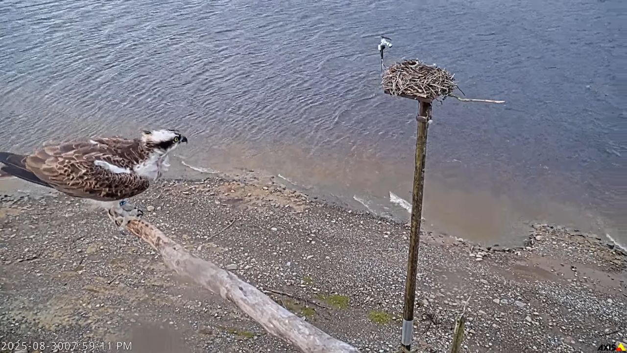 Llyn Brenig Osprey Live Webcam – Wales, UK