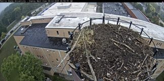 Ferris State University Osprey Webcam - Big Rapids, Mi