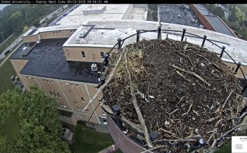 Ferris State University Osprey Webcam - Big Rapids, Mi