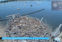 Osprey Cam - Oyster Bay, Long Island, New York
