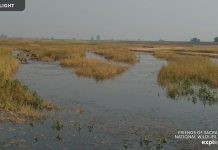 Sacramento National Wildlife Refuge Live Webcam