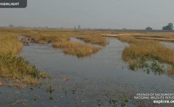 Sacramento National Wildlife Refuge Live Webcam