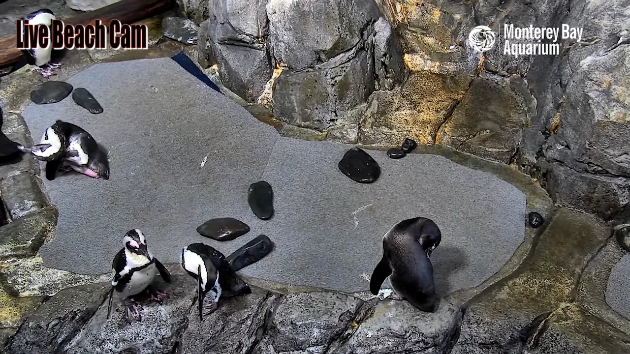 African Penguins Live Webcam – Monterey Bay Aquarium