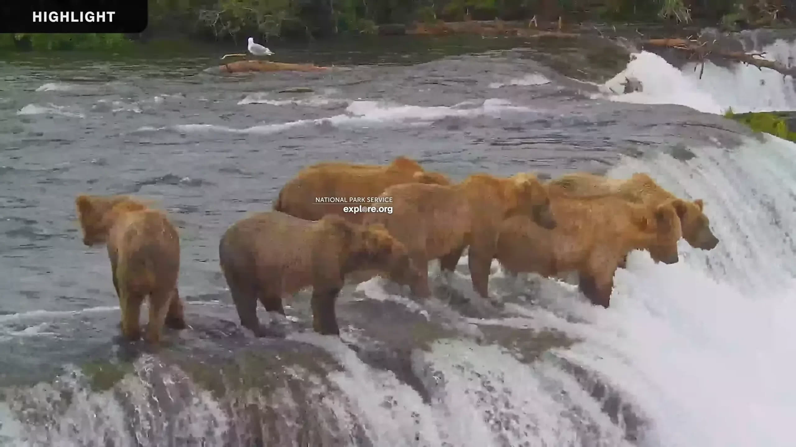 Live Webcam Brown Bears – Katmai National Park
